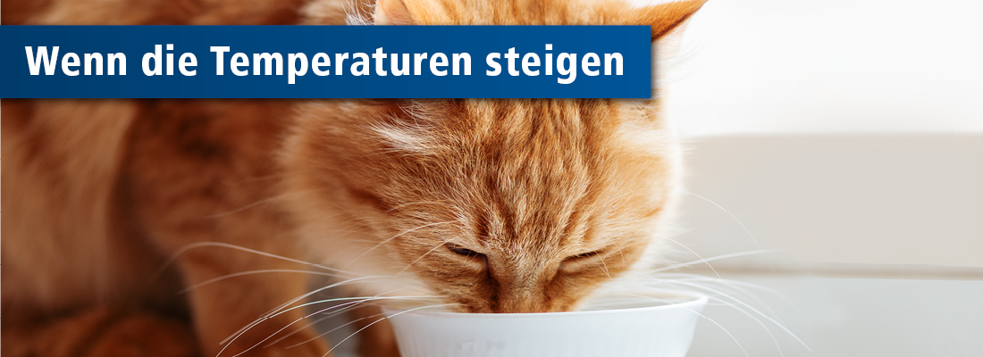 Katze trinkt aus Napf