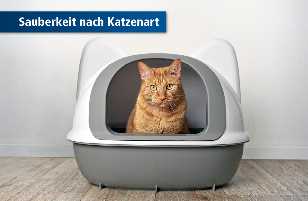 Katze auf Katzentoilette